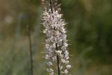 Eremurus tianschanicus