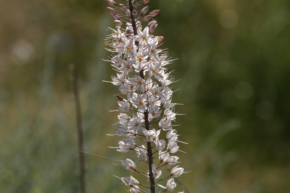 Изображение особи Eremurus tianschanicus.