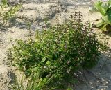 Mentha arvensis. Цветущее растение. Чувашия, окрестности г. Шумерля, пойма р. Сура, Наватские пески. 10 августа 2008 г.