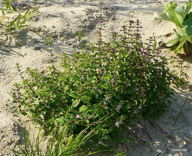Image of Mentha arvensis specimen.