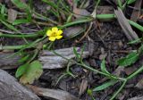 Ranunculus flammula