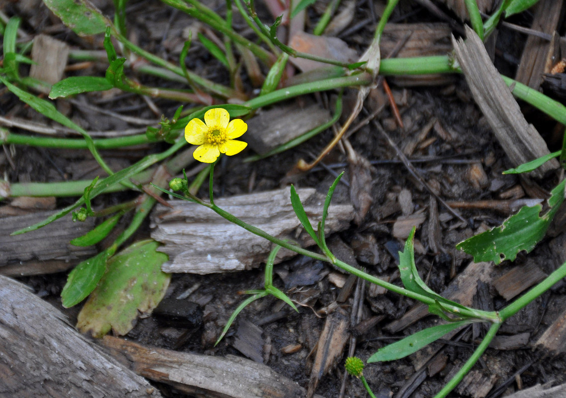 Image of Ranunculus flammula specimen.