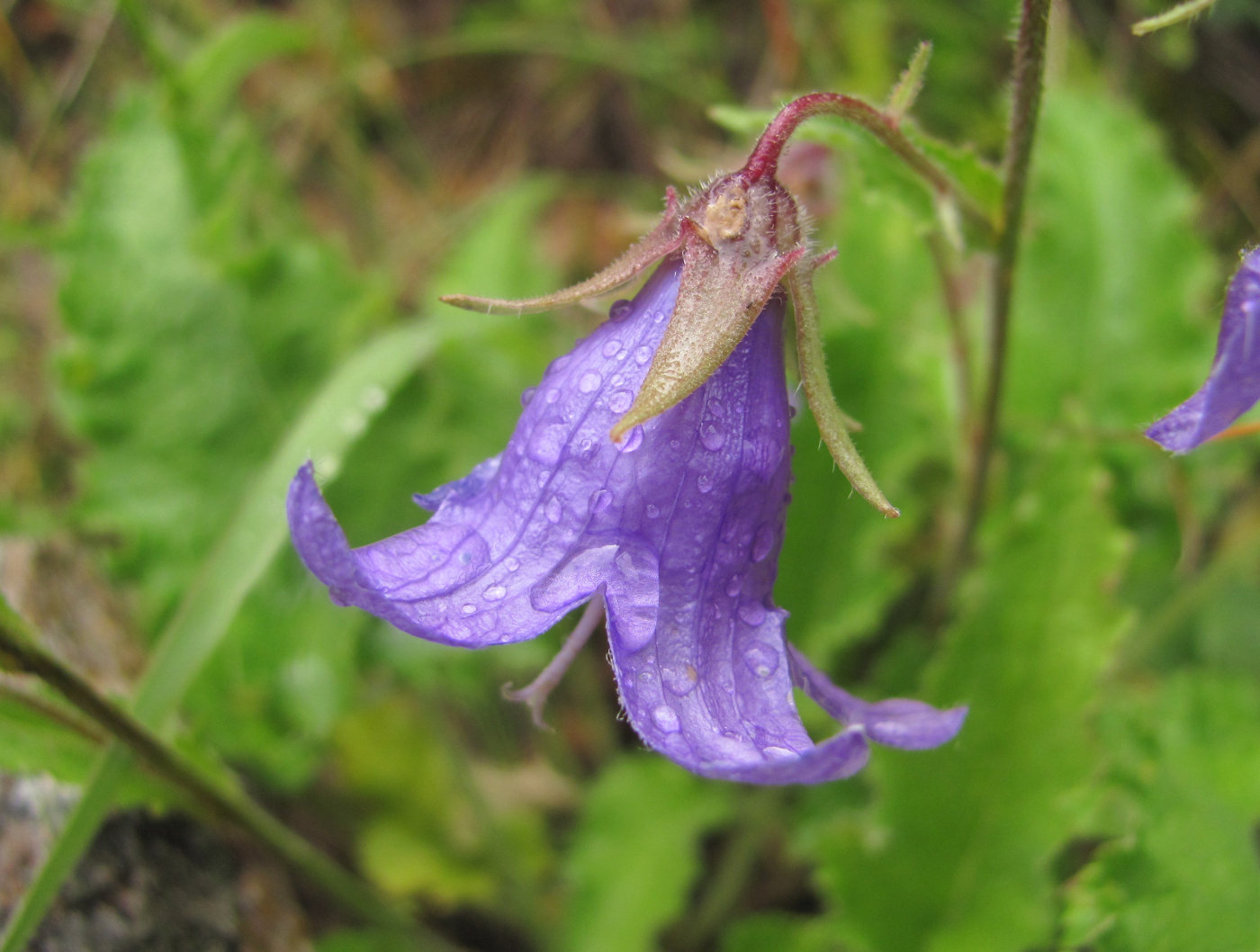 Image of Campanula sarmatica specimen.