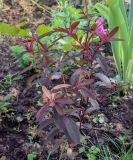 род Euphorbia