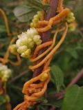 Cuscuta campestris