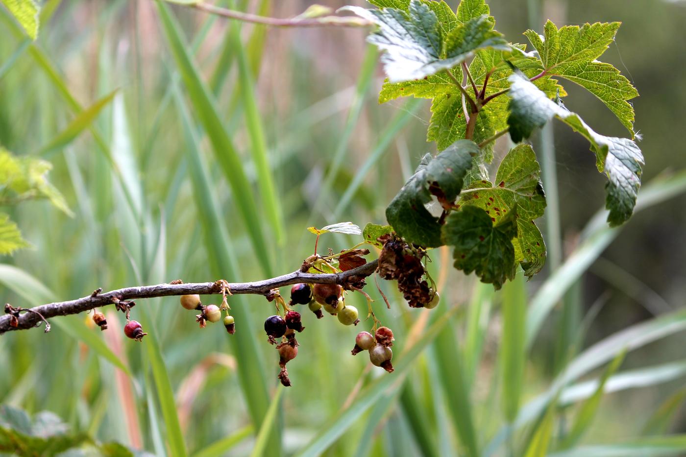 Image of Ribes nigrum specimen.