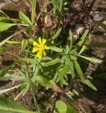 Hieracium umbellatum