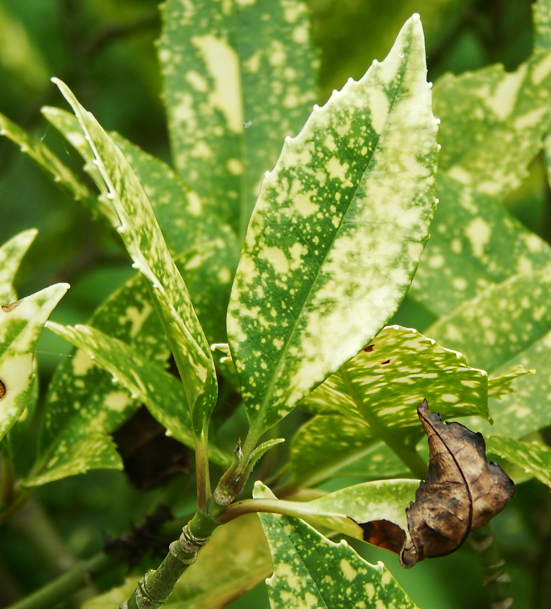 Image of Aucuba japonica specimen.