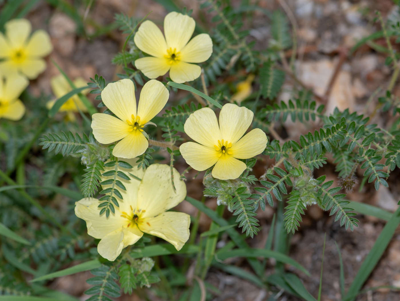 Изображение особи Tribulus zeyheri.