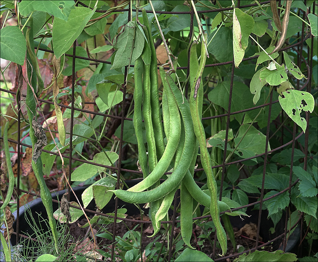 Изображение особи Phaseolus coccineus.