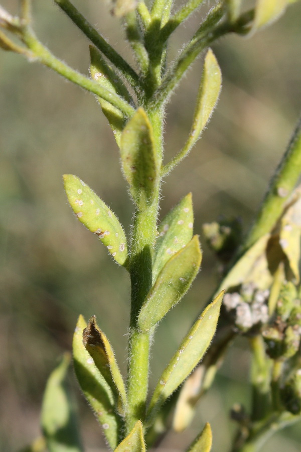 Image of Haplophyllum suaveolens specimen.