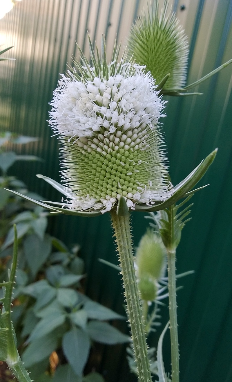 Изображение особи Dipsacus laciniatus.