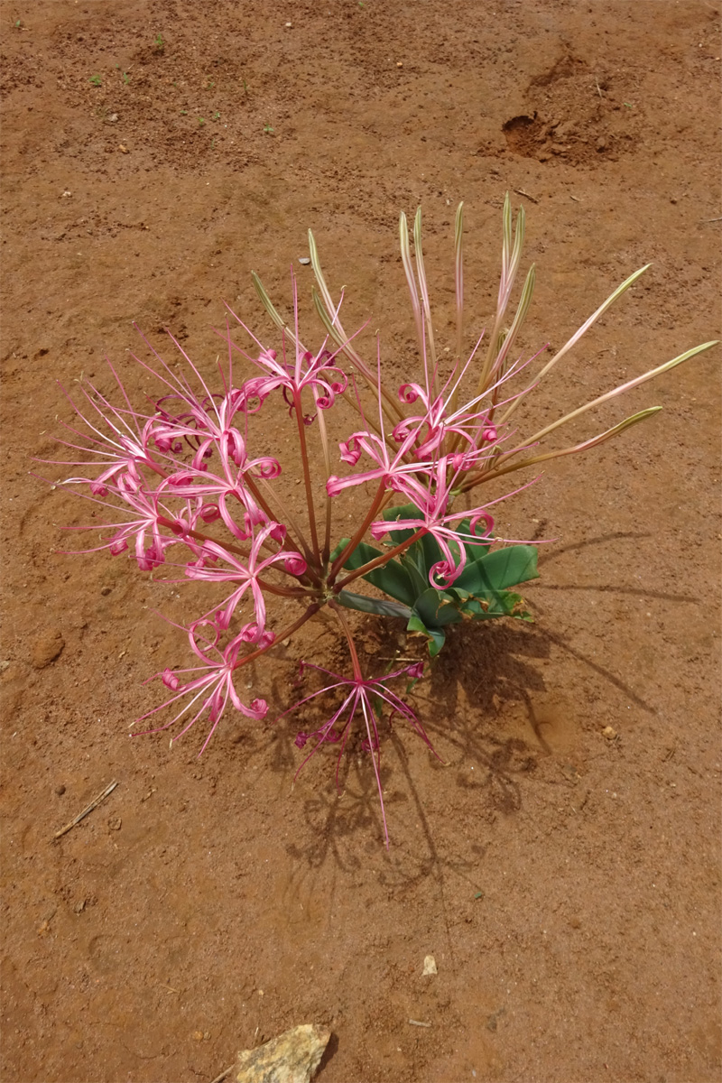 Image of Ammocharis tinneana specimen.