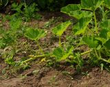 Cucurbita maxima
