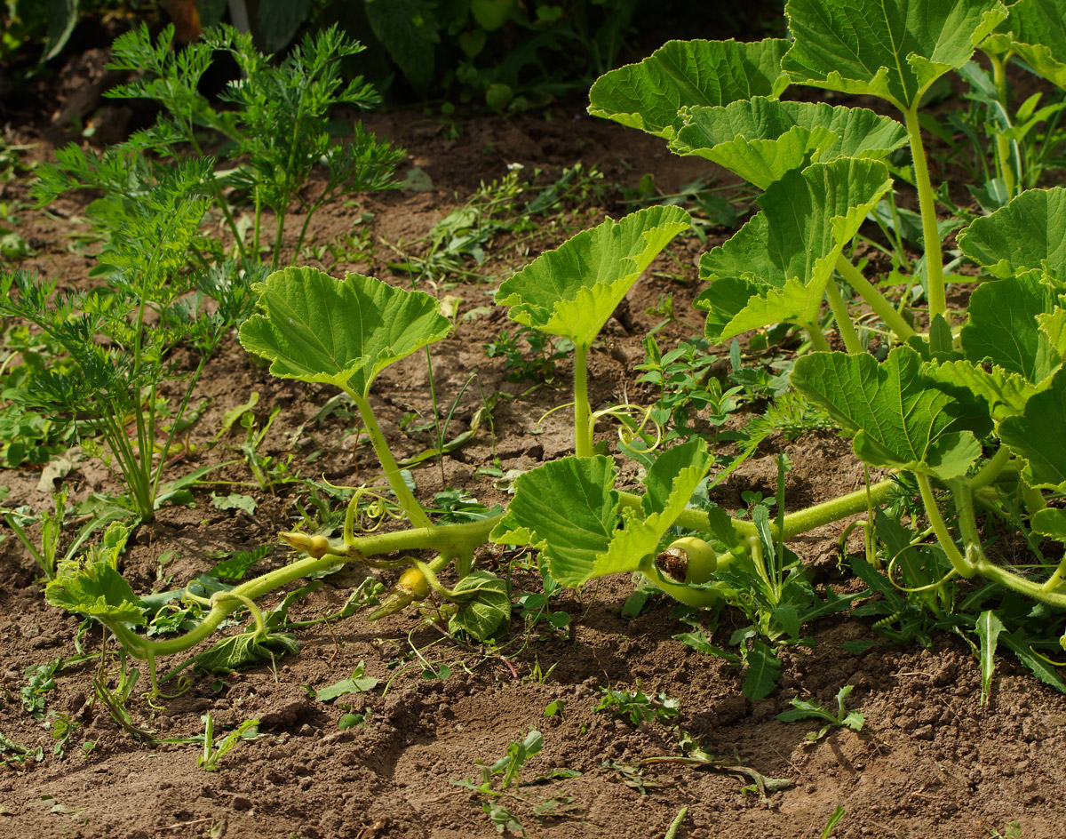 Изображение особи Cucurbita maxima.