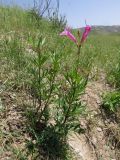 Incarvillea olgae