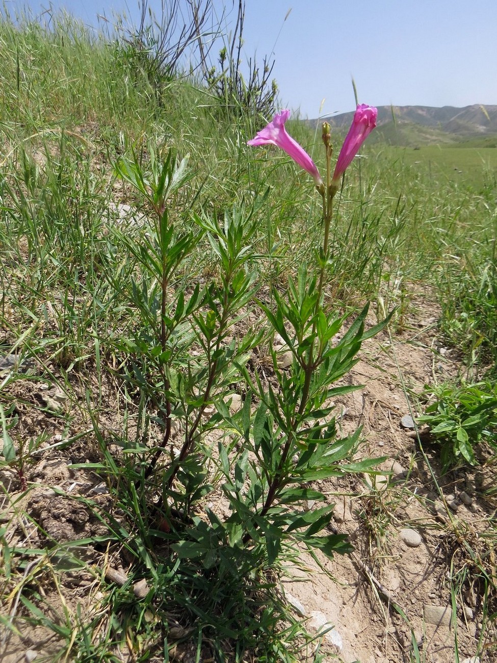 Image of Incarvillea olgae specimen.