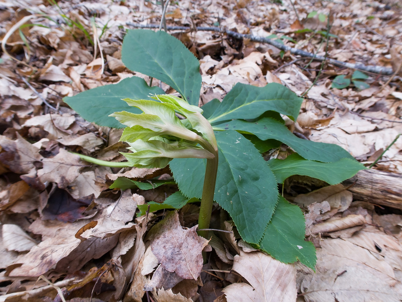 Image of Helleborus caucasicus specimen.