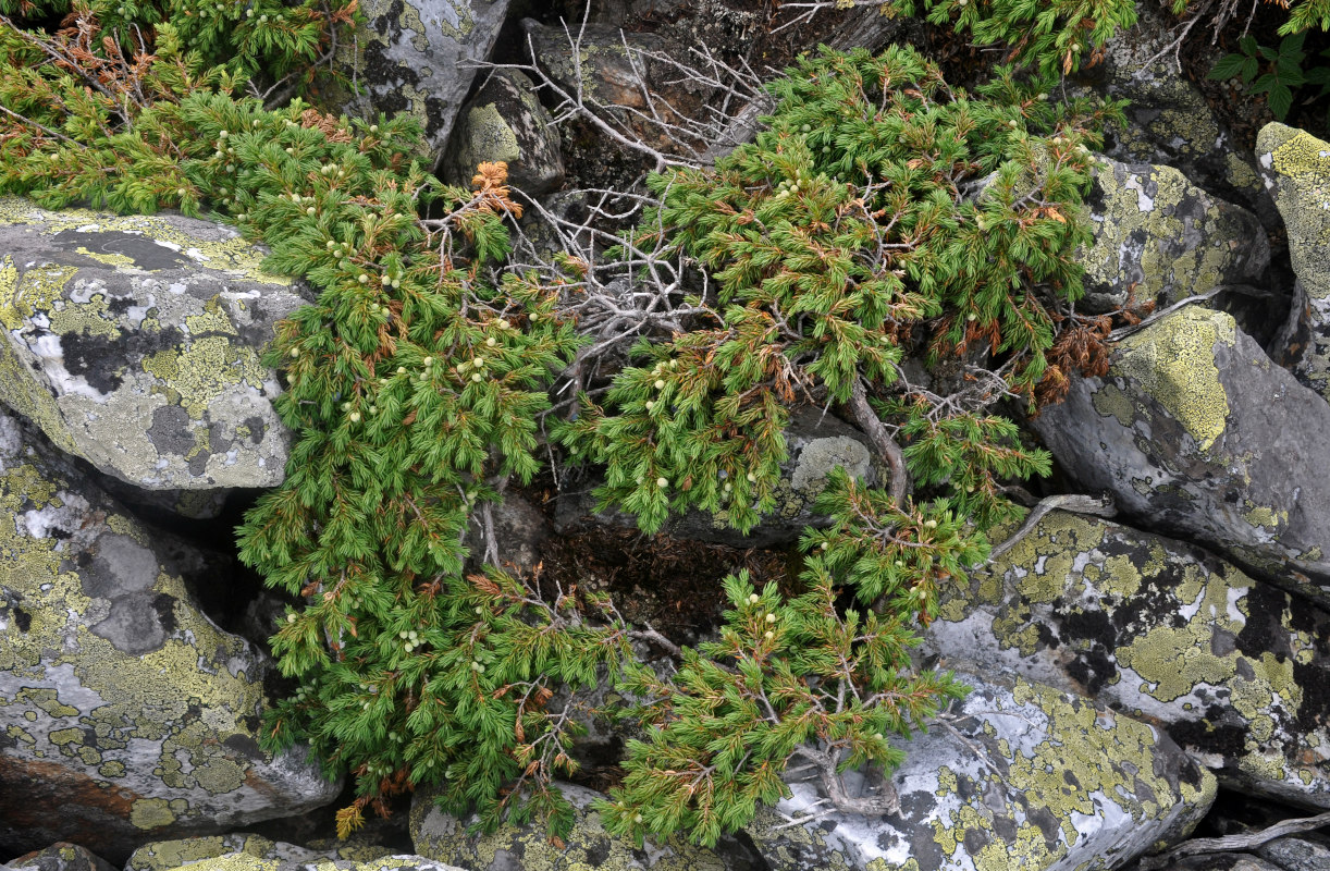 Image of Juniperus sibirica specimen.