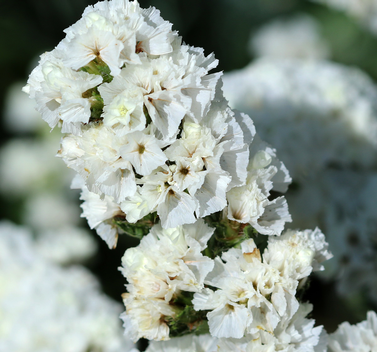 Изображение особи Limonium sinuatum.