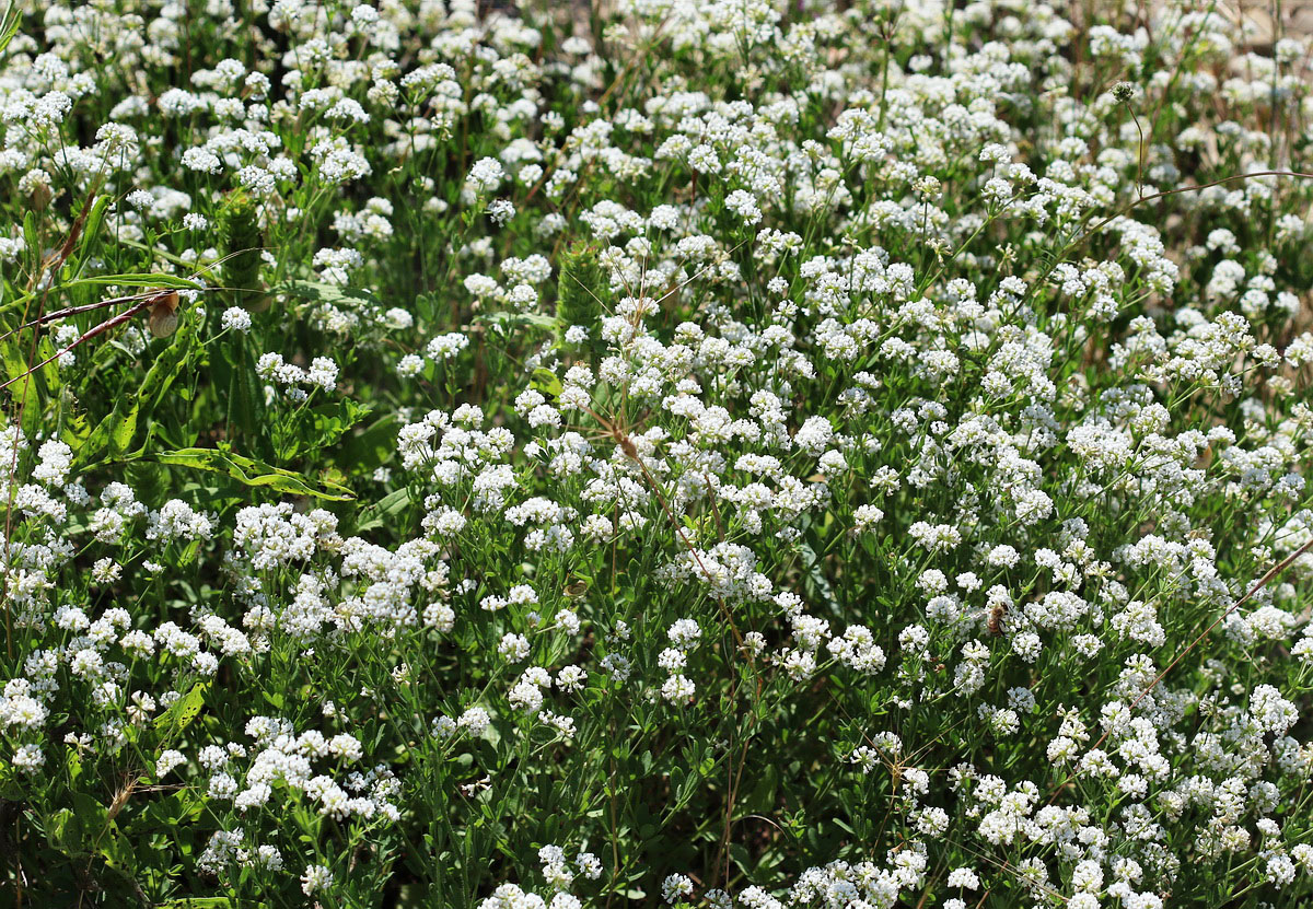 Изображение особи Dorycnium herbaceum.