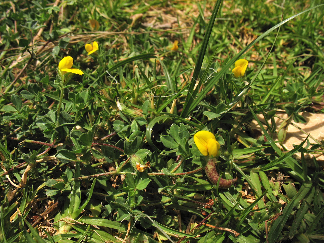 Image of Lotus edulis specimen.