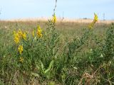 Genista tinctoria