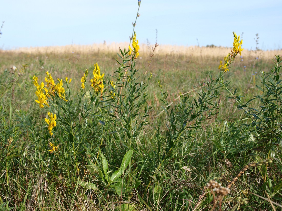 Image of Genista tinctoria specimen.