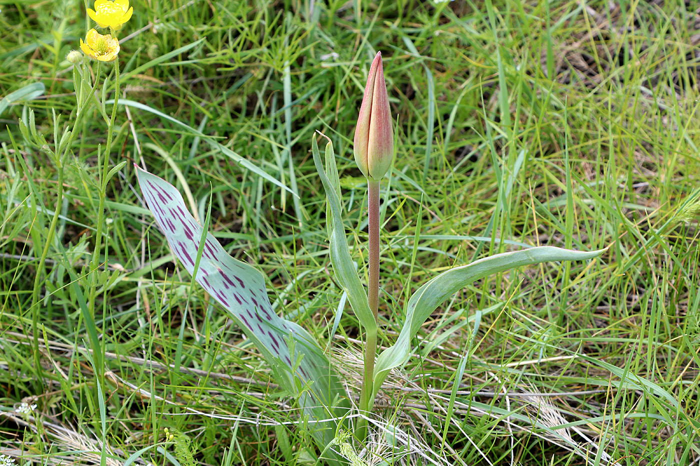 Image of Tulipa greigii specimen.