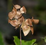 род Begonia. Соплодие. Перу, регион Куско, провинция Урубамба, обочина дороги к археологическому комплексу. 16.10.2019.