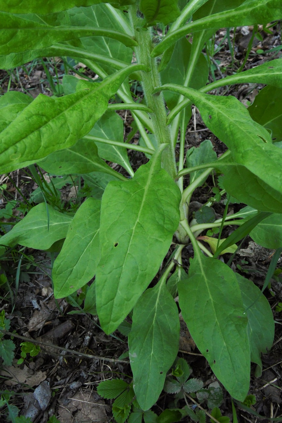 Image of Solenanthus biebersteinii specimen.