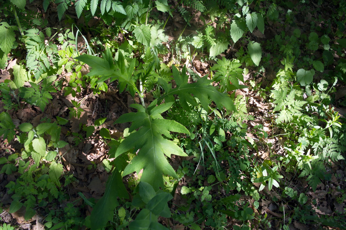 Изображение особи семейство Asteraceae.