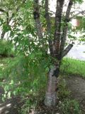 Padus maackii. Нижняя часть дерева. Хабаровск, территория 1-й краевой больницы. 29.07.2011.