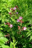 Melandrium dioicum