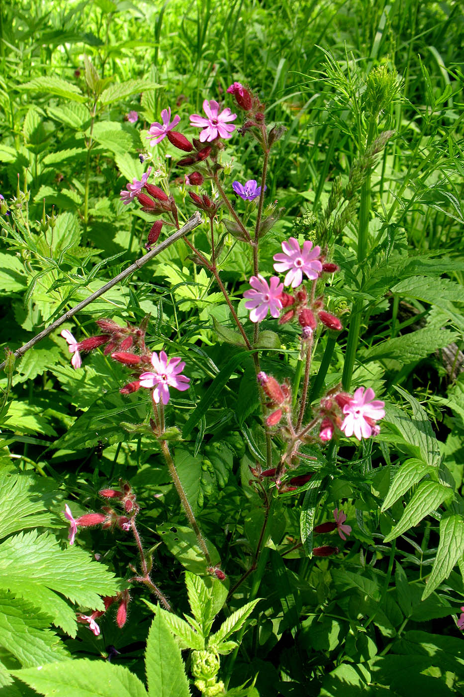 Изображение особи Melandrium dioicum.