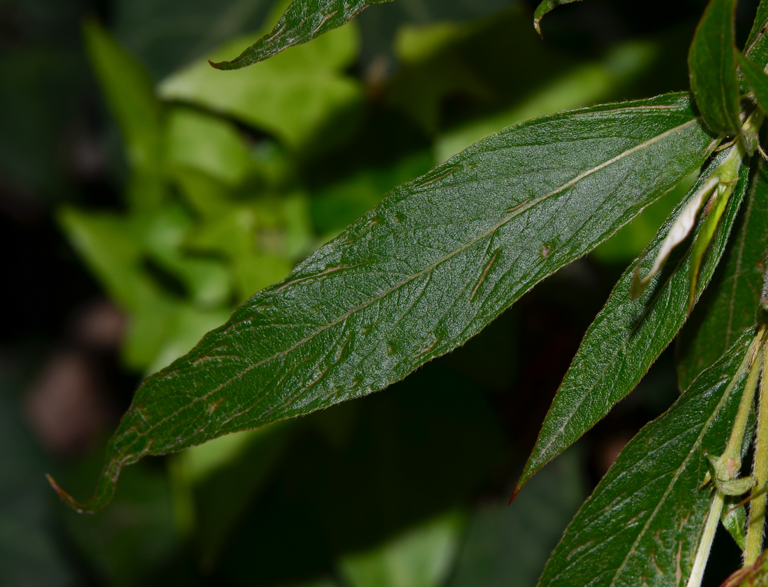 Изображение особи Arachnothryx leucophylla.