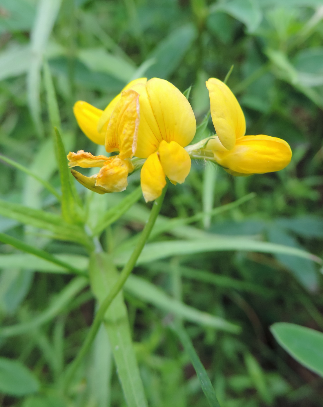 Image of Lotus caucasicus specimen.