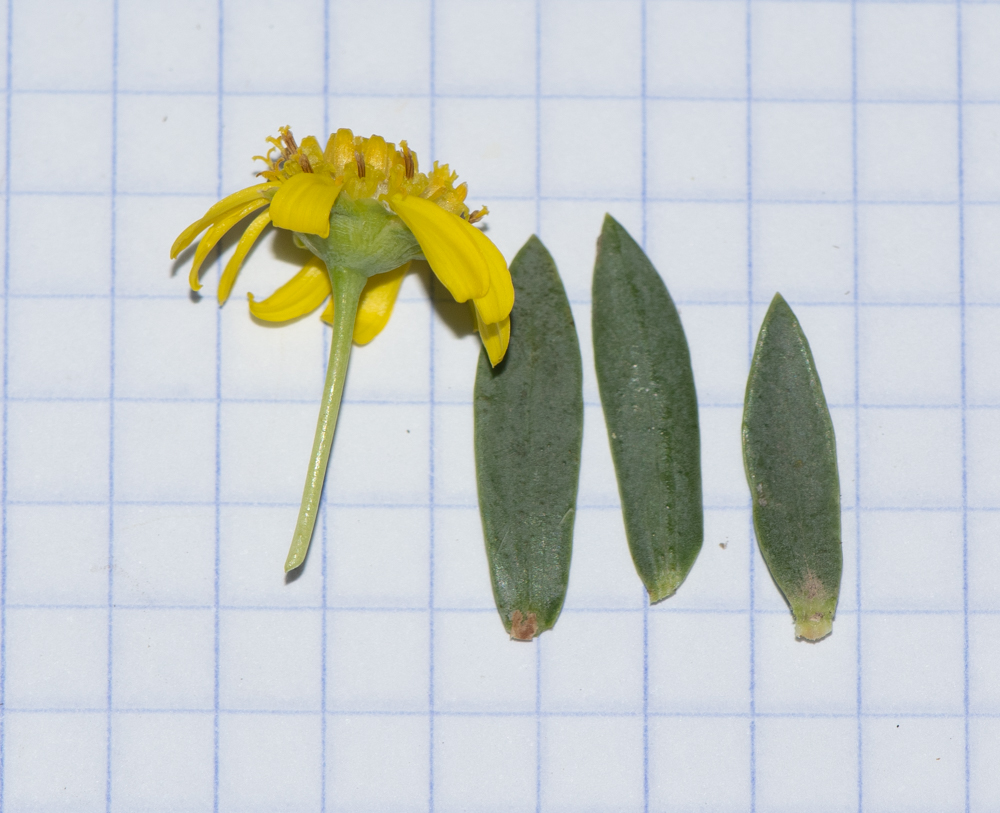Image of Euryops lateriflorus specimen.