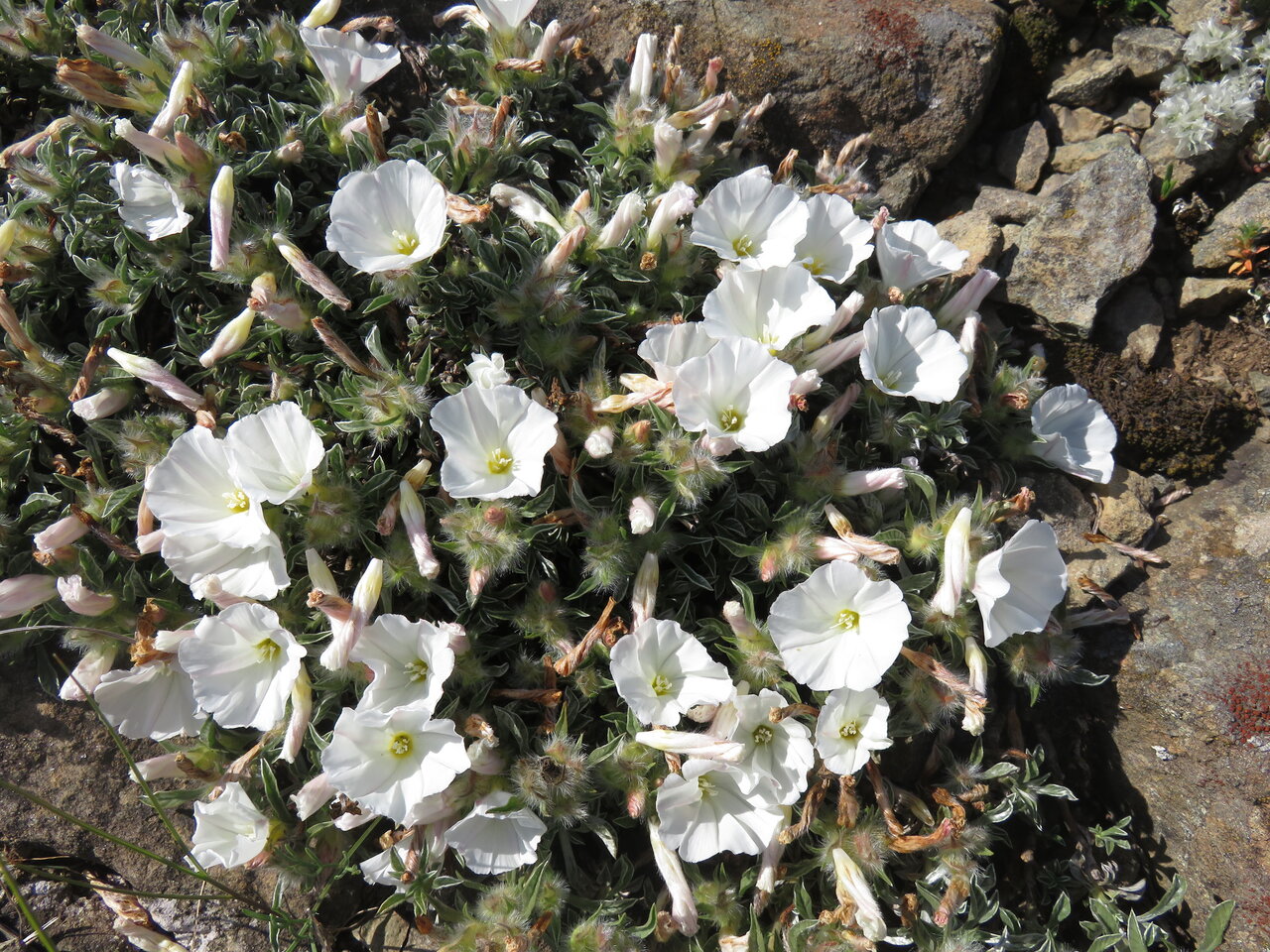 Image of Convolvulus boissieri ssp. compactus specimen.