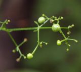 Rubia cordifolia. Завязавшиеся плоды. Приморский край, Лазовский р-н, Лазовский заповедник, 1 км Ю кордона Америка. 17.08.2009.