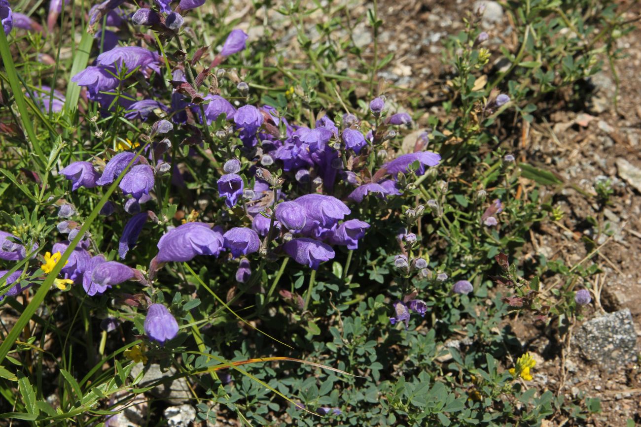 Image of Dracocephalum peregrinum specimen.