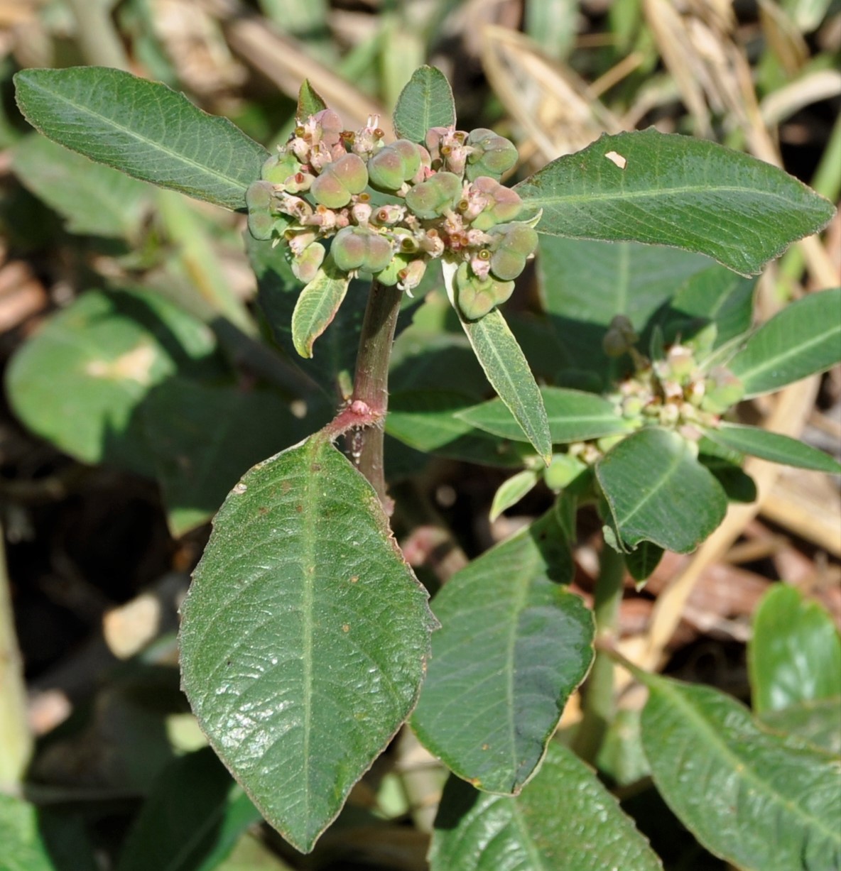 Изображение особи Euphorbia heterophylla.