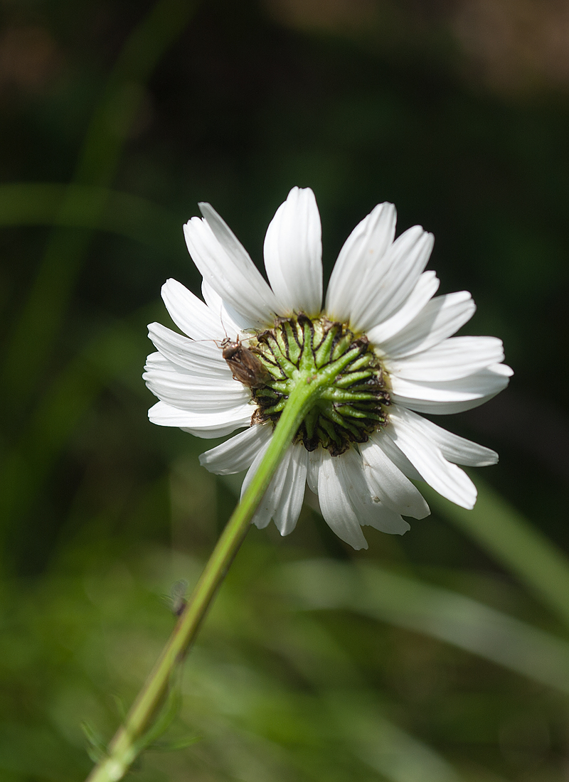 Изображение особи Tripleurospermum ambiguum.