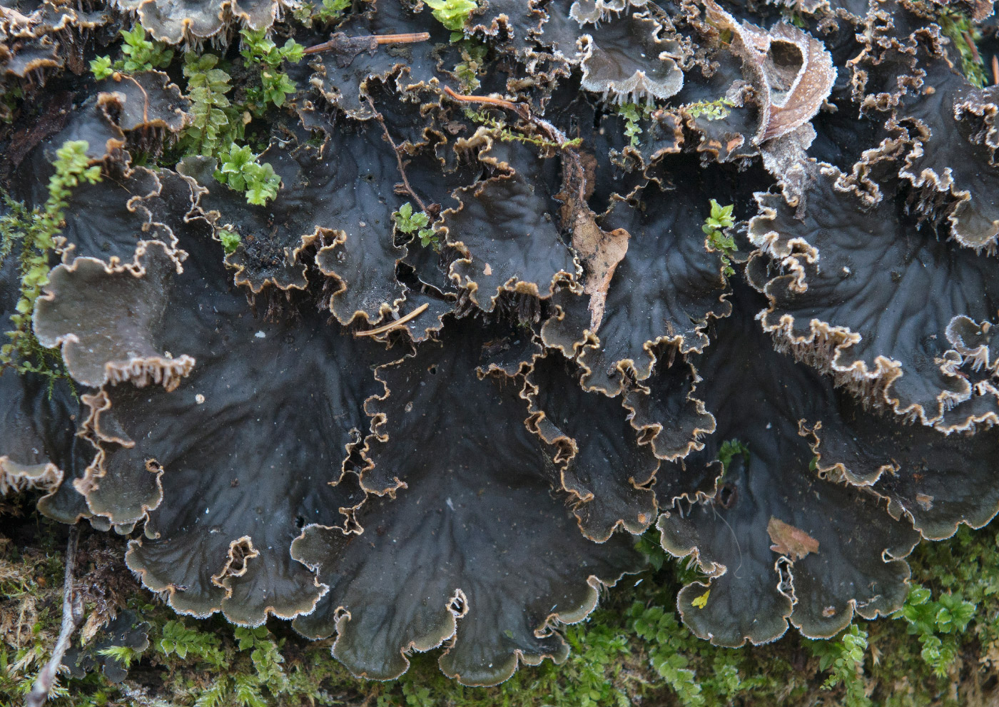 Image of genus Peltigera specimen.