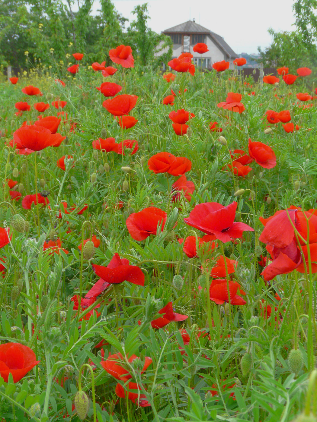 Image of Papaver rhoeas specimen.