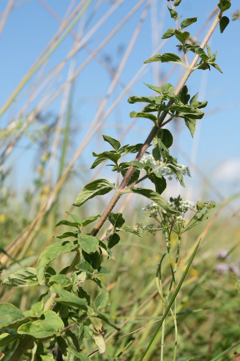 Изображение особи Origanum vulgare.