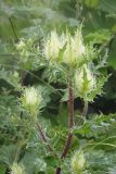 Cirsium obvallatum