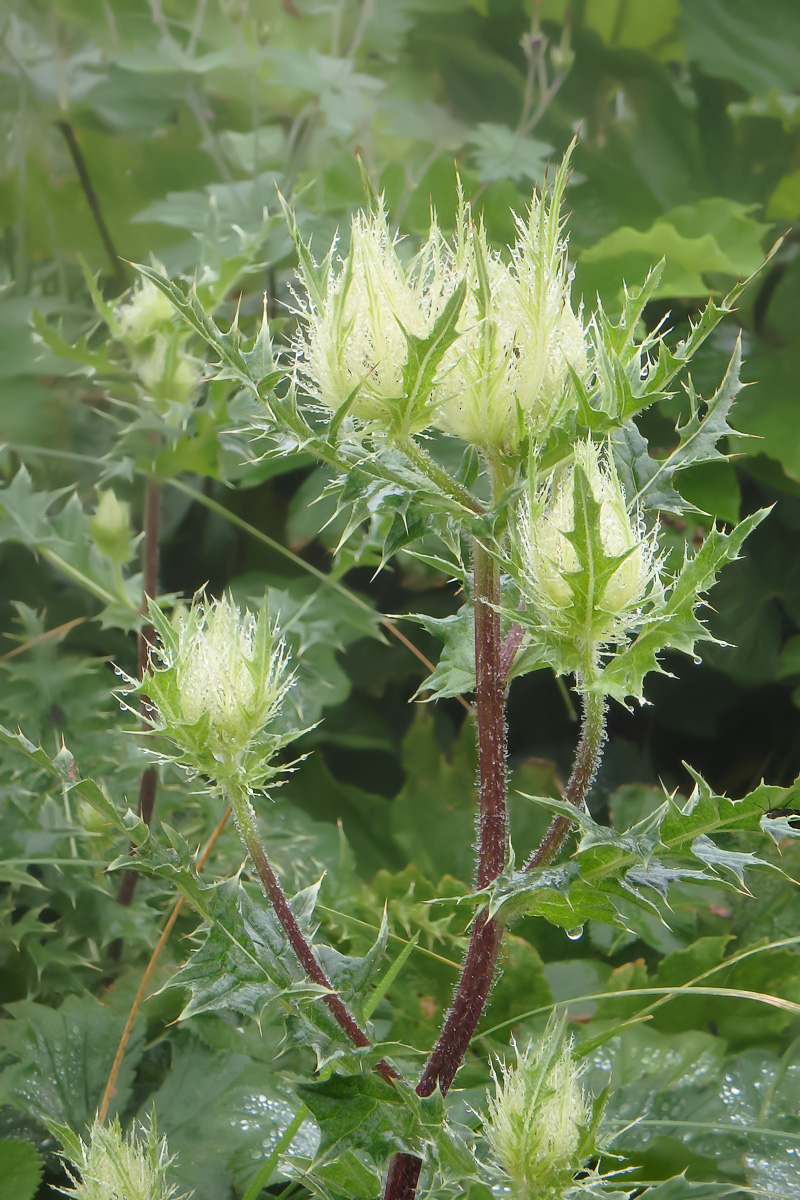 Image of Cirsium obvallatum specimen.