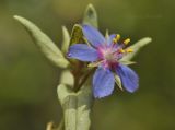 Anagallis arvensis. Цветок. Крым, г. Симферополь, окр. мкр-на Пневматика, каменистый участок между посадками Pinus pallasiana. 21.08.2021.