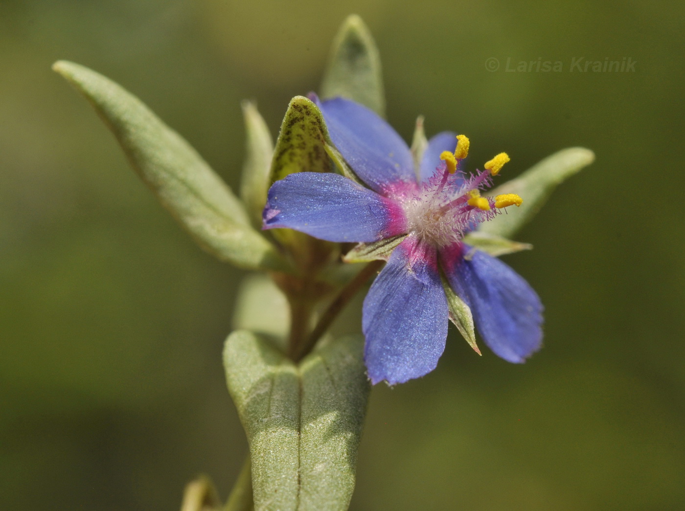 Изображение особи Anagallis arvensis.